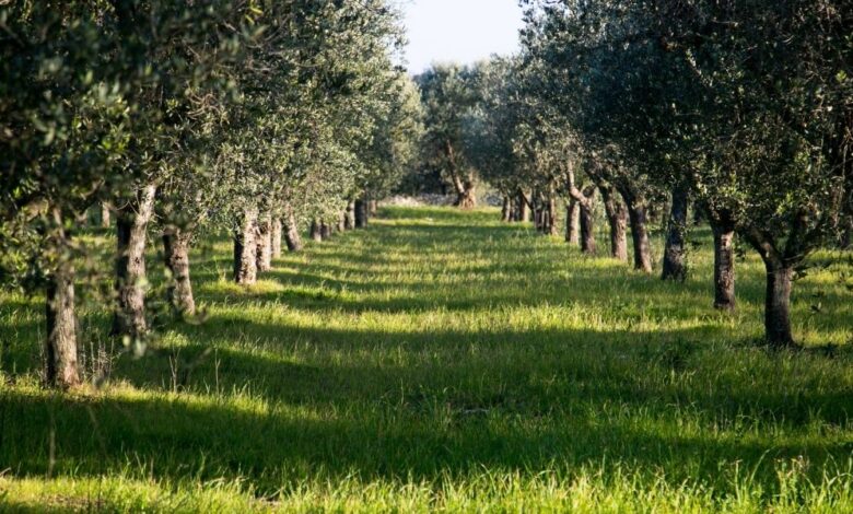 zeytinlik kanununun asilmasi ve olasi sonuclar